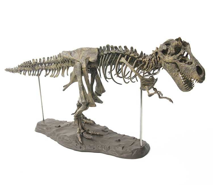 T-Rex Skeleton Model | asghedom.com