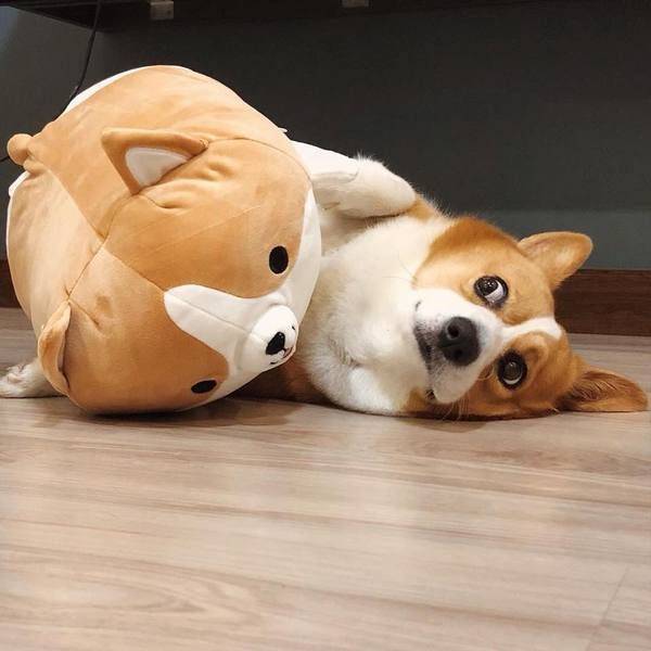 Cute Corgi Plush Pillow